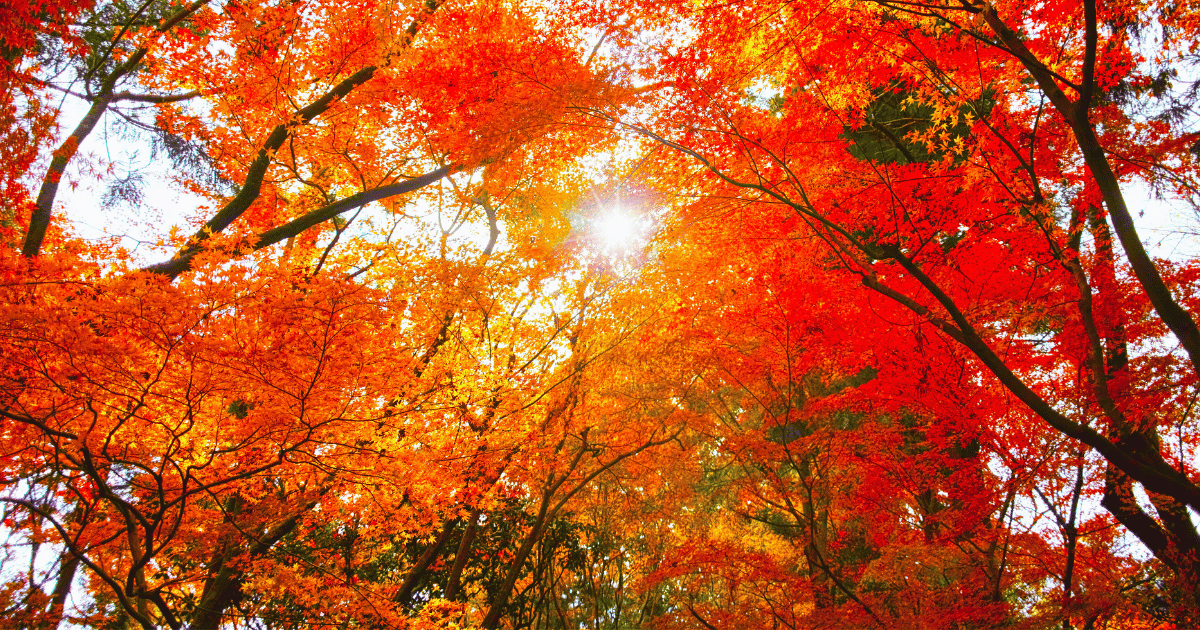 紅葉
