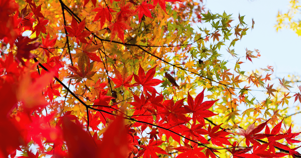 紅葉
